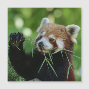 RedPanda 002