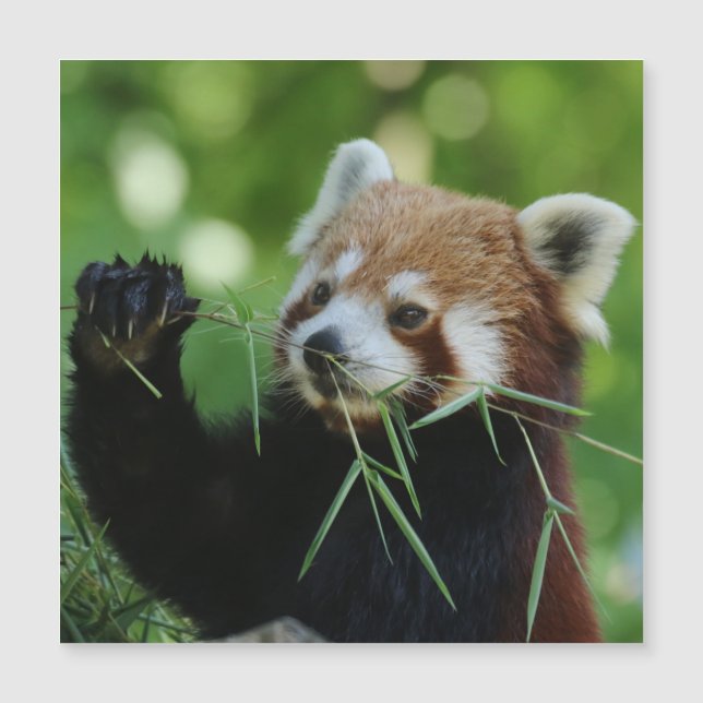 RedPanda 002 (Devant)