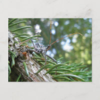 Reduviid sur carte postale de l'épinette