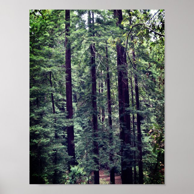 Redwood Trees #2 Poster (Devant)