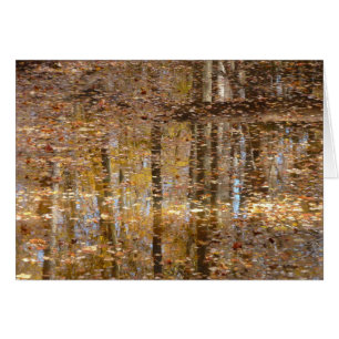Réflexion dans le ruisseau Still au parc Greenbelt
