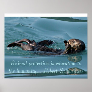 Réflexion de la loutre de mer avec une affiche de