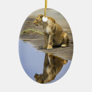 Réflexion d'un ornement de lionne