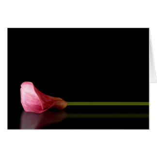 Réflexion rose Calla Lily