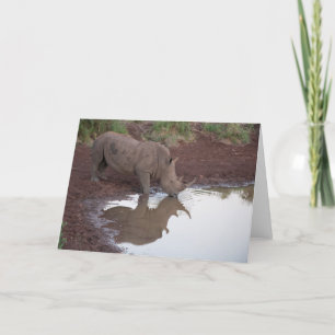 Réflexions : Carte postale de rhinocéros