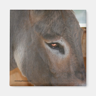 Réflexions de l'âne Agritourisme animal aimant nat