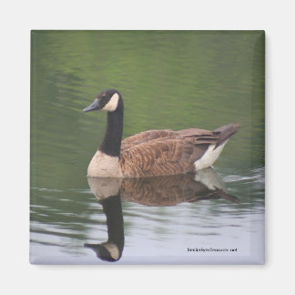 Réflexions de l'oie canadienne Nature Magnet photo