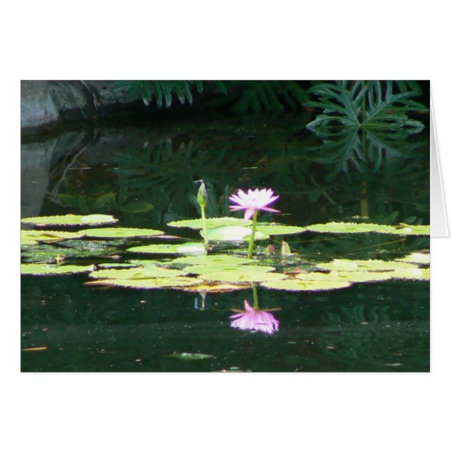 Réflexions de Lotus (Devant horizontal)
