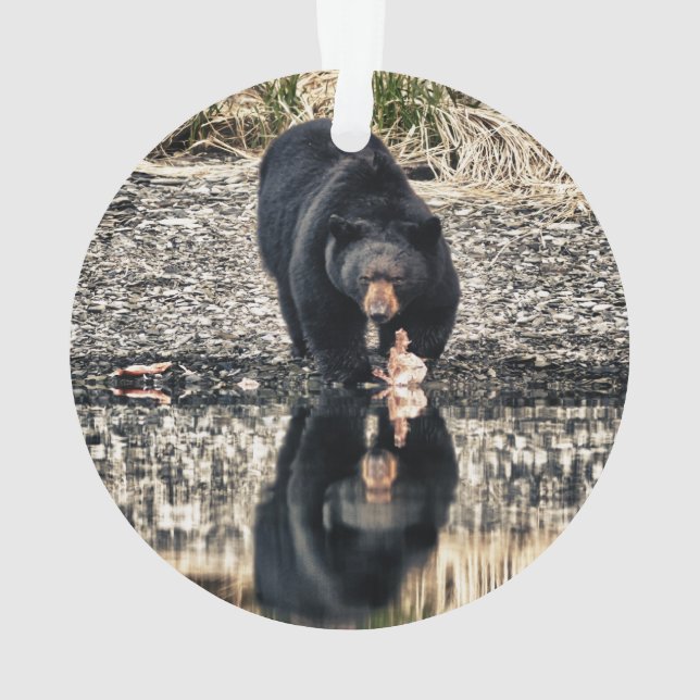 Réflexions de l'ours noir (dos)