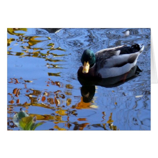Réflexions sur le canard (Devant Horizontal)