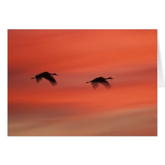 Refuge faunique de Bosque del Apache | Nouveau-Mex (Devant horizontal)