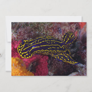 Regal Sea Goddess Nudibranche Felimare picta