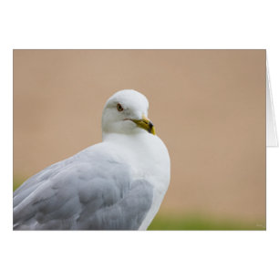 Regard