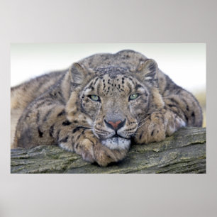Regard aux yeux verts impression