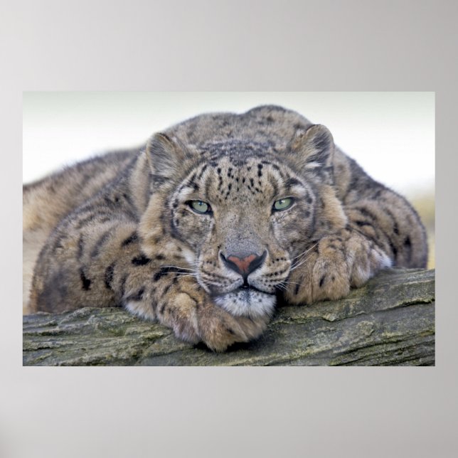 Regard aux yeux verts impression (Devant)