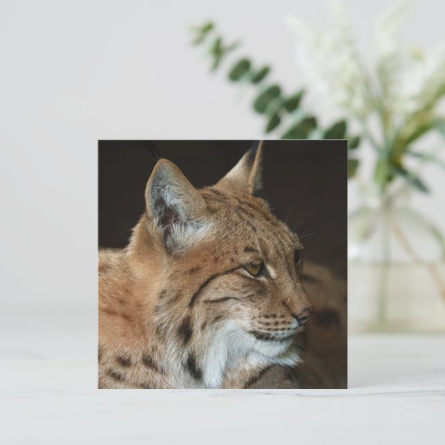 Regard intense : Gros plan d'un Lynx (Debout devant)
