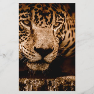 regard jaguar