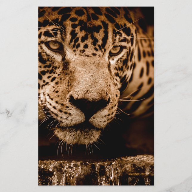 regard jaguar (Devant)