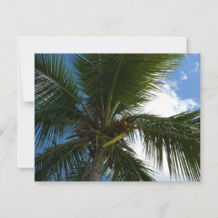 Regard sur le palmier à coco Nature tropicale