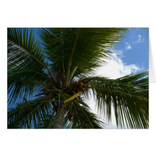 Regard sur le palmier à coco Nature tropicale