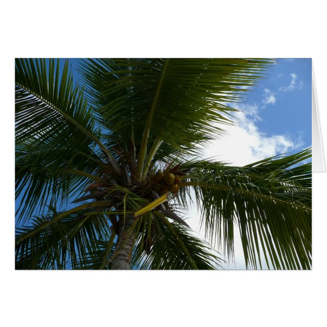 Regard sur le palmier à coco Nature tropicale (Devant horizontal)