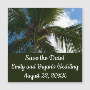 Regard sur le palmier à coco Nature tropicale