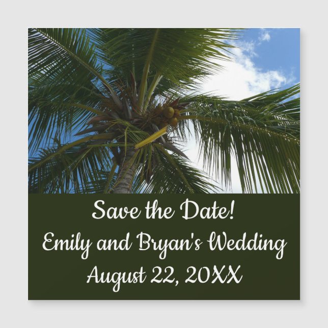 Regard sur le palmier à coco Nature tropicale (Devant)