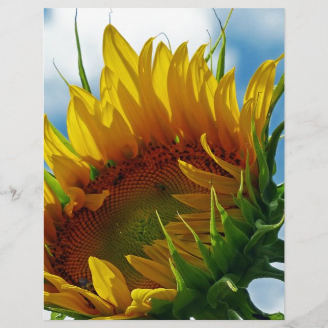 Regard sur le soleil (Devant)