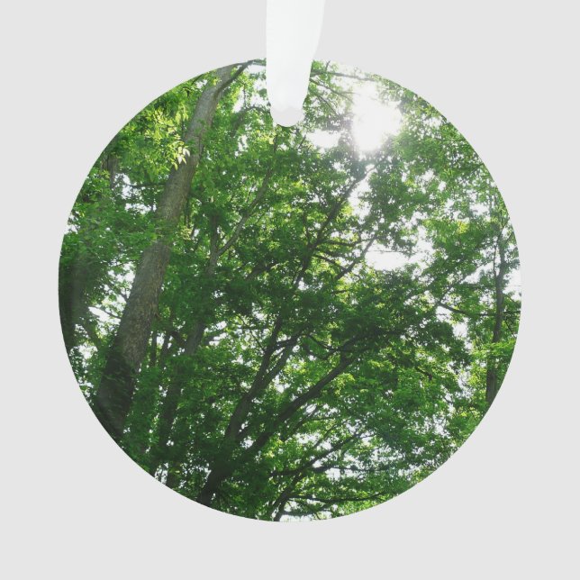Regard sur les arbres d'été (devant)
