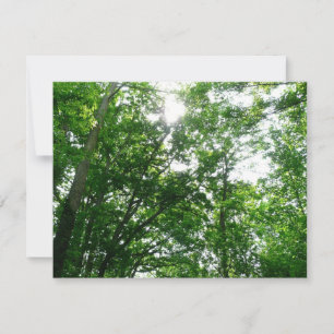 Regard sur les arbres d'été