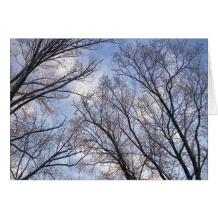 Regard sur les arbres du matin d'hiver