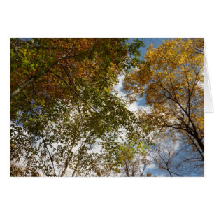 Regardant les feuilles d'automne II Nature automna