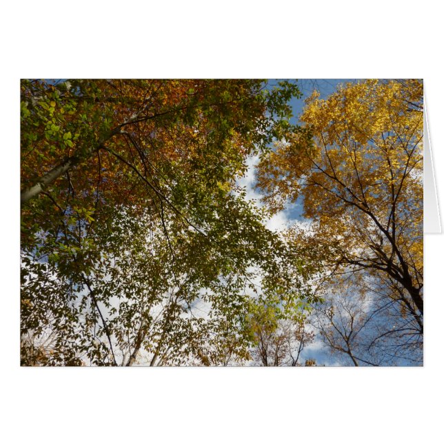Regardant les feuilles d'automne II Nature automna (Devant horizontal)