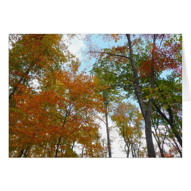Regardant vers le haut les feuilles d'automne I Fe (Devant Horizontal)