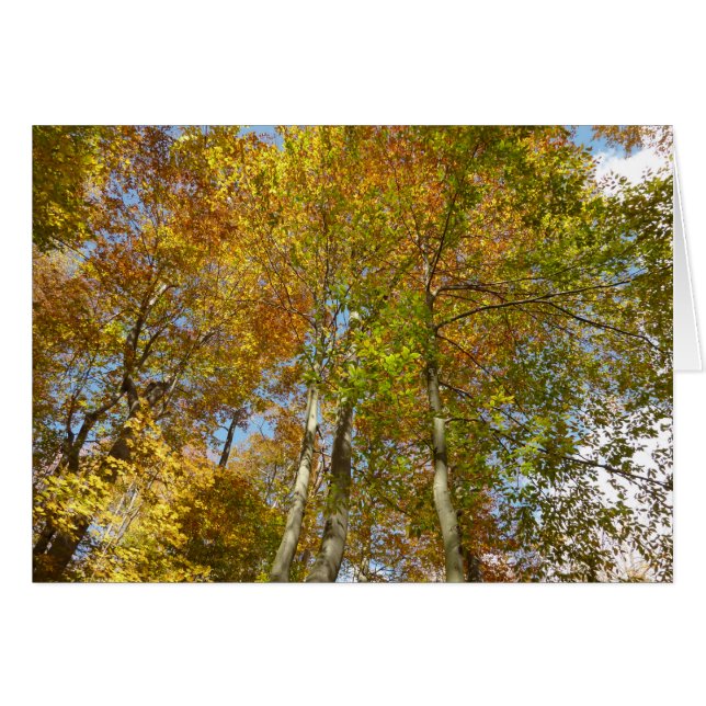 Regardant vers les feuilles d'automne III Feuillag (Devant horizontal)