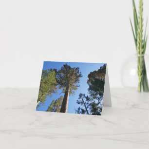 Regardant vers Mariposa Grove