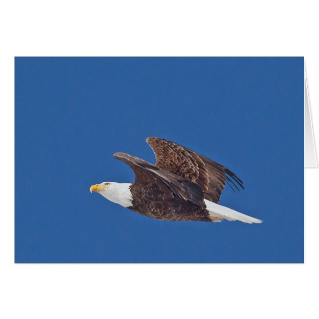 Regarde, Aigle Bald (Devant horizontal)