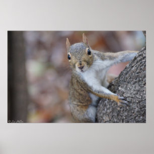 "Regarde-moi" Écureuil juvénile Affiche