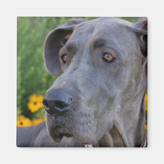 Regarder un joli aimant (Devant)