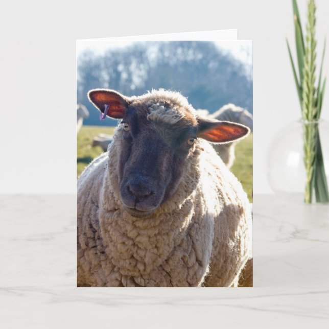 "Regardez carte de voeux de moutons dans mes yeux" (Devant)