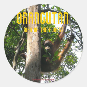 Regardez un livre Primate - orangutan stickers