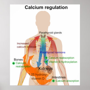Réglementation du calcium dans le tableau du corps