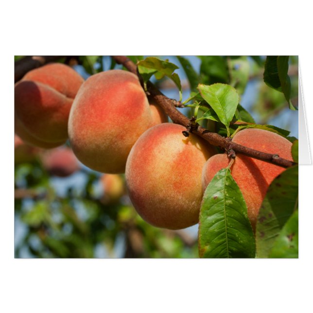 Reife Weingartenpfirsiche (Devant horizontal)