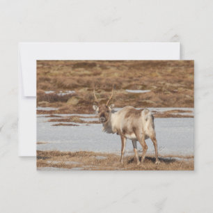 Reindeer Carte photo de la nature