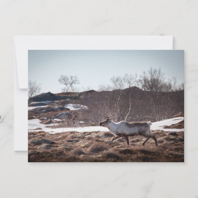 Reindeer Carte photo de la nature (Devant)