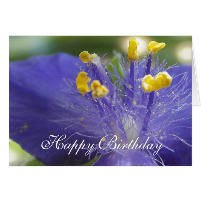 Reine-A violette (Devant horizontal)