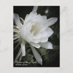 Reine de la nuit : Carte postale