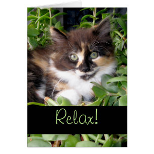 Relax ! Profitez de la vie Calico Cat Salutation