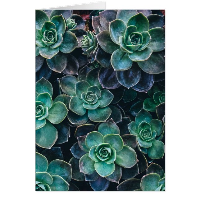 Relaxant Vert Bleu Succulent Cactus Plantes (Devant)