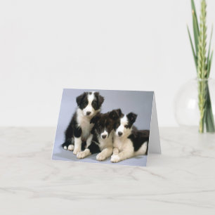 Remerciements Bordure Collie Chien Chien Chien Vierge Carte de n